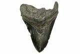 Bargain, Fossil Megalodon Tooth - South Carolina #370003-1